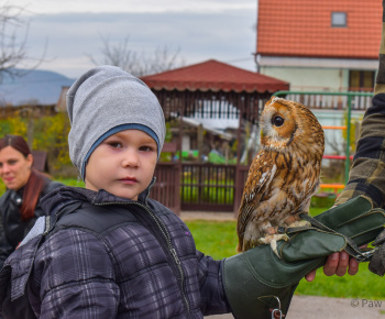 Materská škola - fotogaléria / Múdra sova. Enviromentálna výchova - zážitkové učenie 11.11.2022. - foto