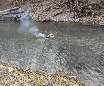 Materská škola - fotogaléria / Vynášanie Moreny. - foto